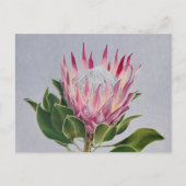 Carte Postale Protea Postcard (Devant)