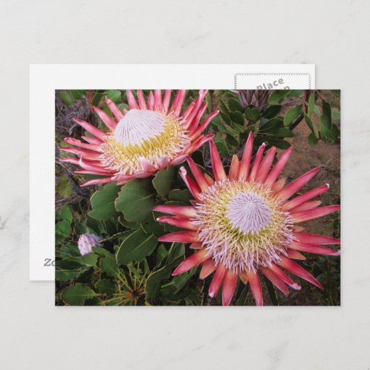 Carte Postale Protea (Protea Cynaroides), Helderberg (Devant / Derrière)