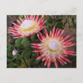 Carte Postale Protea (Protea Cynaroides), Helderberg (Devant)