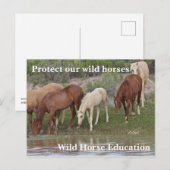 Carte Postale Protégez nos chevaux sauvages (Devant / Derrière)