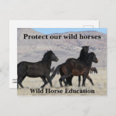 Carte Postale Protégez nos chevaux sauvages (Devant / Derrière)