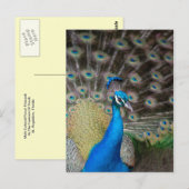 Carte Postale Prouve Peacock (Devant / Derrière)