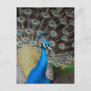 Carte Postale Prouve Peacock