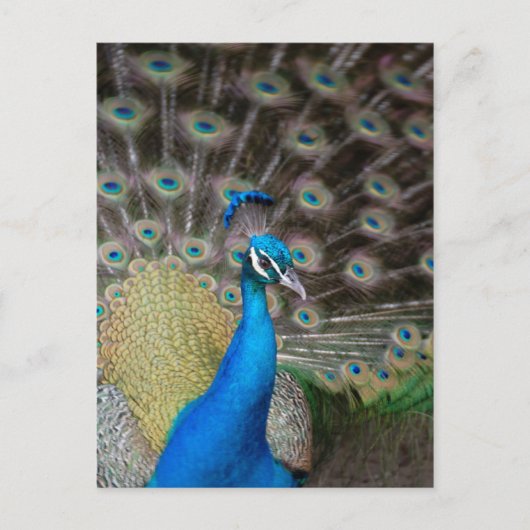 Carte Postale Prouve Peacock (Devant)