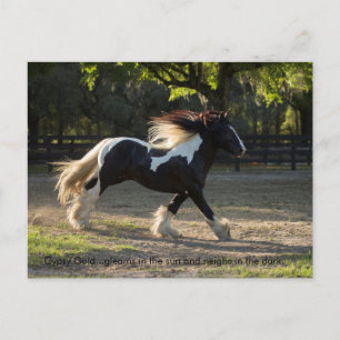 Carte postale provebe or tzigane