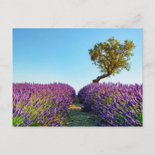 Carte Postale Provence