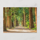 Carte Postale Proverbes de versets bibliques 4:25-27 (Dos)