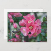 Carte Postale Province à fleurs rose du printemps (Devant / Derrière)