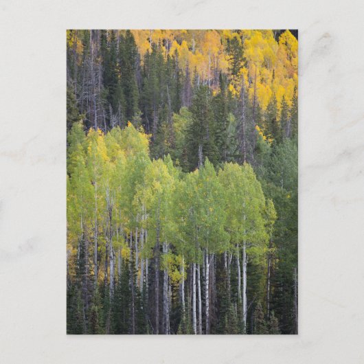 Carte Postale Provo (Devant)