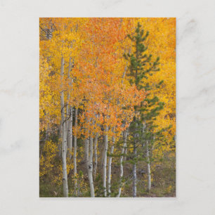 Carte Postale Provo River and aspen trees