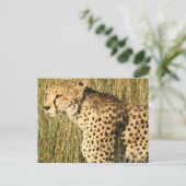 Carte postale Prowling Cheetah (Debout devant)