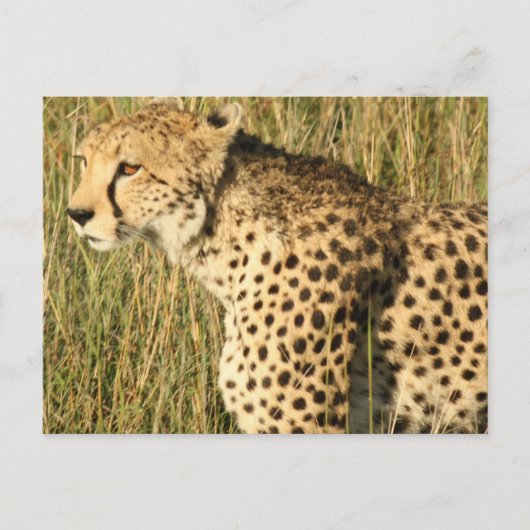 Carte postale Prowling Cheetah (Devant)
