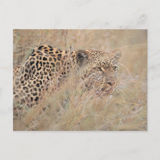 Carte Postale Prowling Leopard se cacher dans les Prairies (Devant)