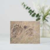 Carte Postale Prowling Leopard se cacher dans les Prairies (Debout devant)