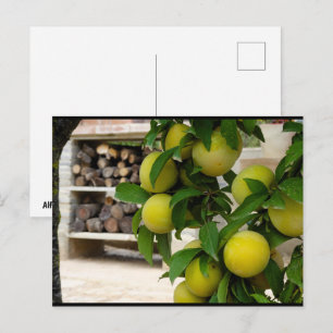 Carte Postale Prunes Jaunes Bois Rustique