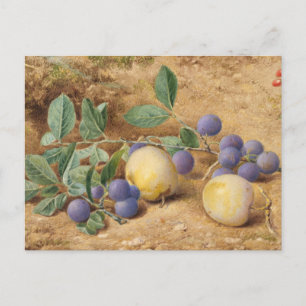 Carte Postale Prunes par John William Hill