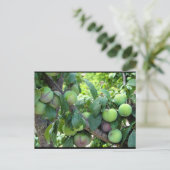 Carte Postale Prunes Violettes Non Mûres (Debout devant)