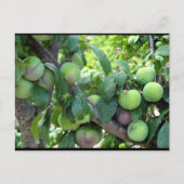 Carte Postale Prunes Violettes Non Mûres (Devant)