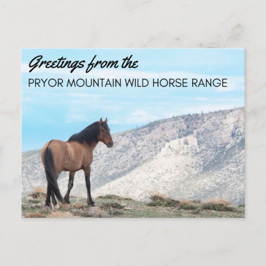 Carte postale Pryor Mountain Wild Mustang : Horizo (Devant)