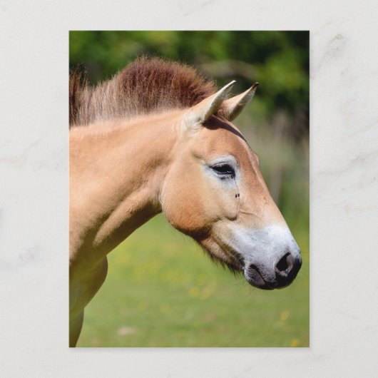 Carte Postale Przewalski (Devant)