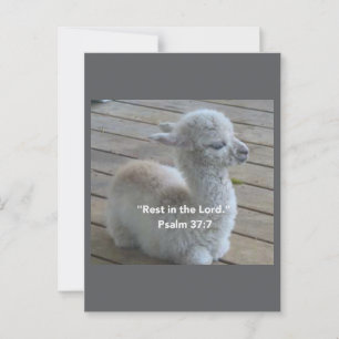Carte postale Psalm Llama