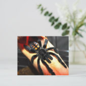 Carte Postale Psalmopoeus irminia (Debout devant)