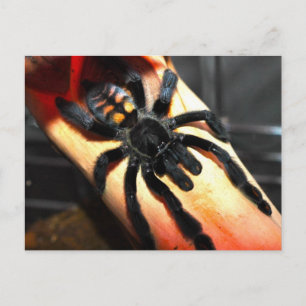 Carte Postale Psalmopoeus irminia