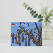 Carte Postale Psarocolius decumanus nidification - Costa Rica (Debout devant)