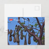 Carte Postale Psarocolius decumanus nidification - Costa Rica (Devant / Derrière)