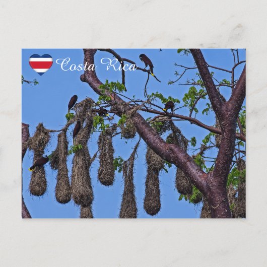 Carte Postale Psarocolius decumanus nidification - Costa Rica (Devant)