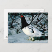 Carte Postale Ptarmigan (Devant / Derrière)
