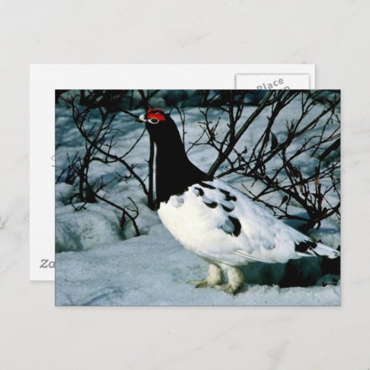 Carte Postale Ptarmigan (Devant / Derrière)
