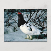 Carte Postale Ptarmigan (Devant)