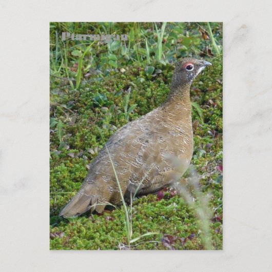 Carte Postale Ptarmigan en été, île Unalaska (Devant)