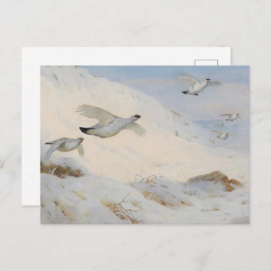 Carte Postale Ptarmigan en plumage hivernal, volant à travers la (Devant / Derrière)