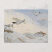 Carte Postale Ptarmigan en plumage hivernal, volant à travers la (Devant)