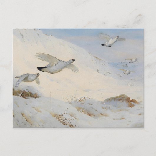 Carte Postale Ptarmigan en plumage hivernal, volant à travers la (Devant)