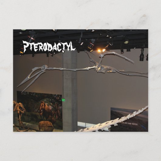 Carte Postale Ptéodactyle (Devant)