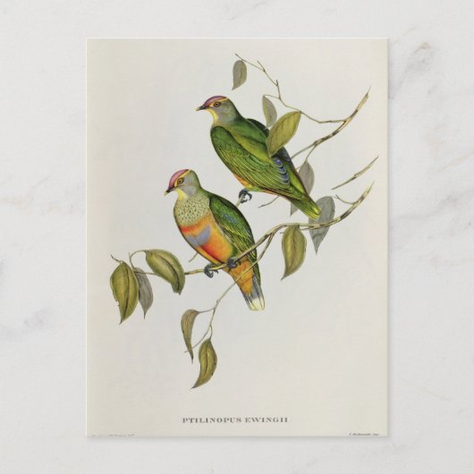 Carte Postale Ptilinopus Ewingii (Devant)