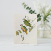 Carte Postale Ptilinopus Ewingii (Debout devant)