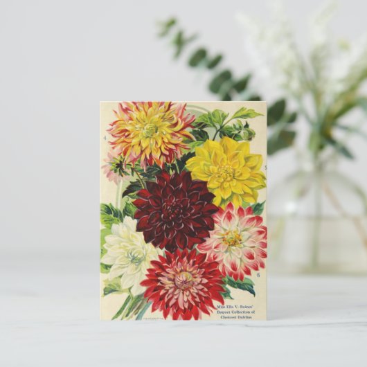 Carte postale publicitaire de graines anciennes (Debout devant)