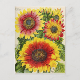 Carte postale publicitaire de graines anciennes