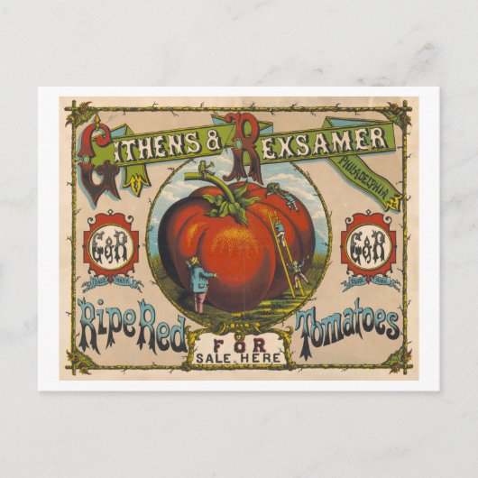 Carte Postale Publicité ancienne pour des tomates rouges mûres (Devant)