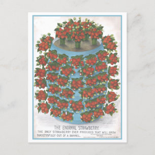 Carte Postale Publicité vintage pour la fraise normale