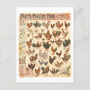 Carte Postale Publicité vintage Pratt's Poultry Food Chicken