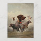 Carte Postale Pudelpointers, Chasse faisan (Devant)