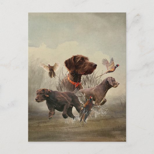 Carte Postale Pudelpointers, Chasse faisan (Devant)