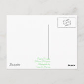 Carte Postale Puerto Princesa (Dos)