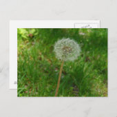 Carte postale 'Puff' de Dandelion Seed (Devant / Derrière)
