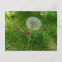 Carte postale 'Puff' de Dandelion Seed